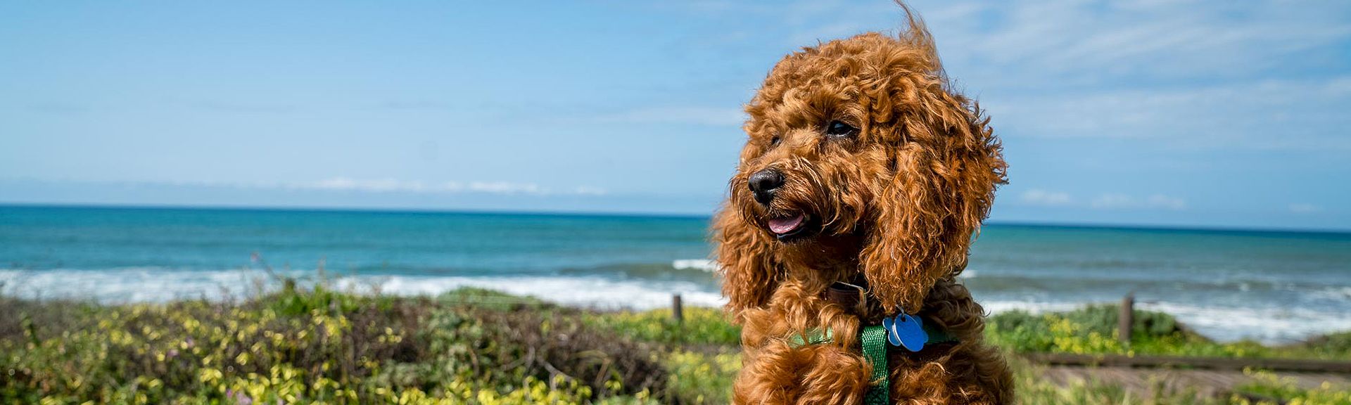 A fluffy golden doodle sits by a grassy beach with the sea and blue sky in the background, wearing a collar and looking off to the side.
