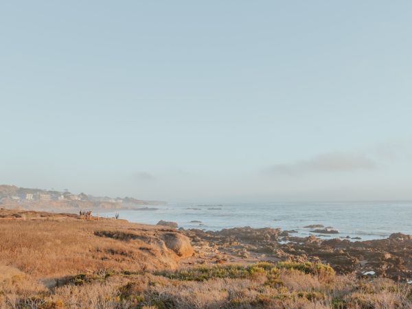 Coastal landscape with dry shrubs and low brush in the foreground, rocky shoreline near the sea, and a clear blue sky above, ending this sentence.