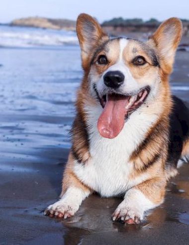 Happy corgi on the beach, lying in wet sand with a big grin and tongue out, enjoying a sunny seaside day.