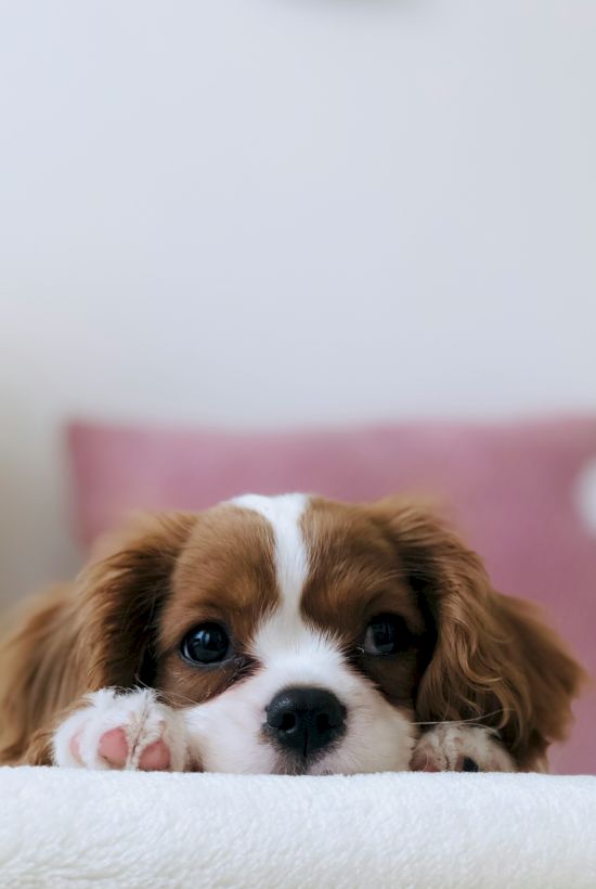 A cute puppy with brown and white fur peeks over a white surface, big eyes, resting paws, against a soft pink blurred background.