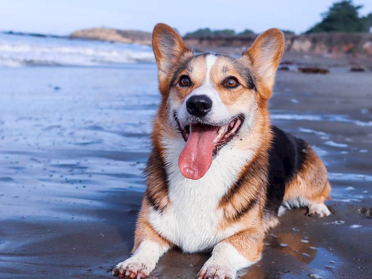 A happy Corgi mix on the beach, tongue out, paws in the wet sand, waves in the background, enjoying a sunny seaside moment.